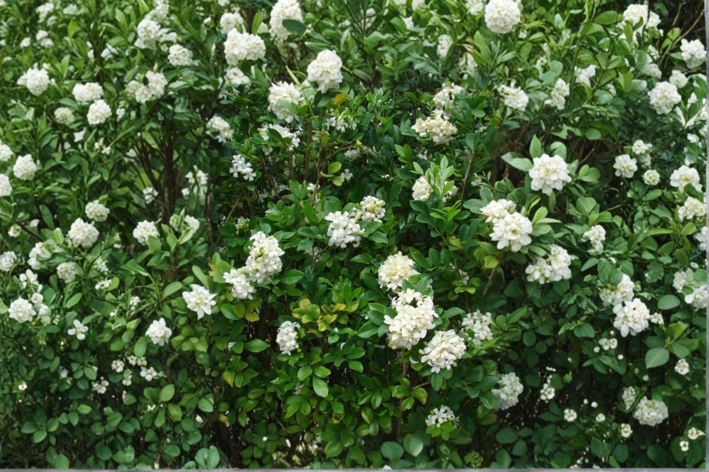 Air Layered Orange Jasmine Tree 2-3ft Tall Murraya Paniculata Fragrant Garden Plant