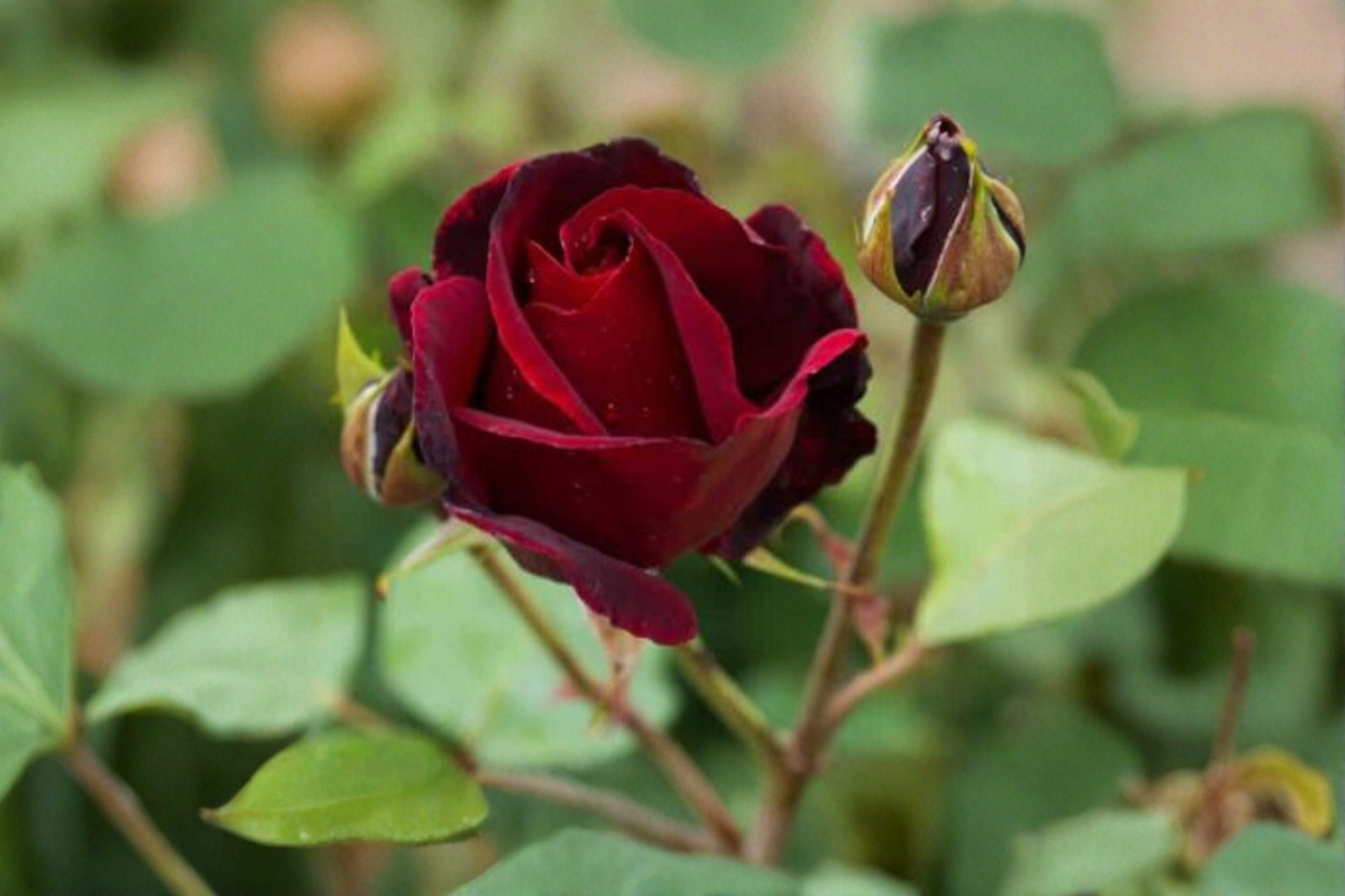 English Red and Purple Rose Seeds – 20 Seeds, Ornamental Flower Bush, Rosa spp., Full Sun, Garden & Landscape Plant