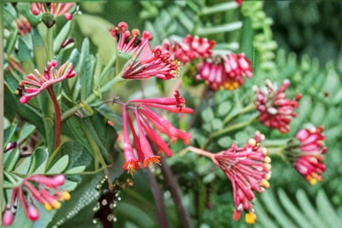 Arnolds Red Honeysuckle Vine 1 Gal Live Climbing Plant with Red Flowers for Garden Trellis & Landscape
