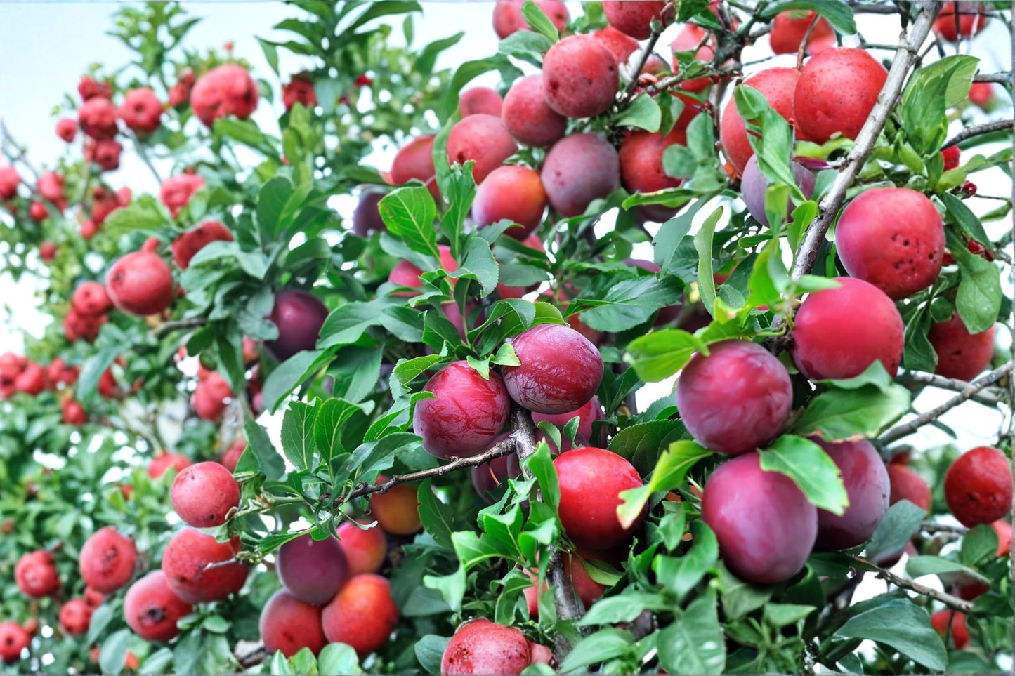 Allred Plum Tree 4-6 ft Live Fruit Tree Red Plums Outdoor Garden Orchard Plant