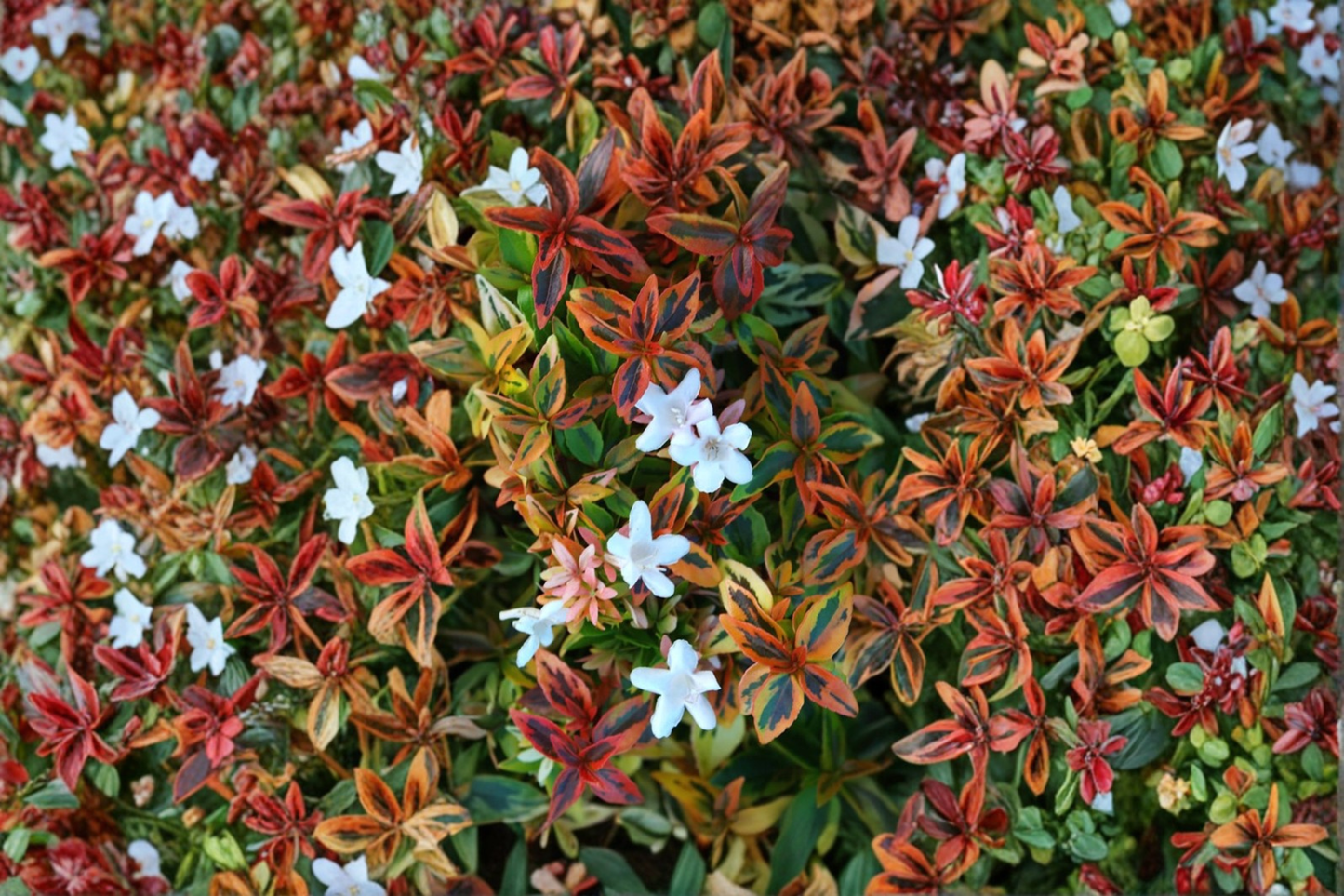 Abelia Kaleidoscope Live Shrub 3 Gallon, Variegated Foliage, Evergreen Hedge Plant, Abelia × grandiflora