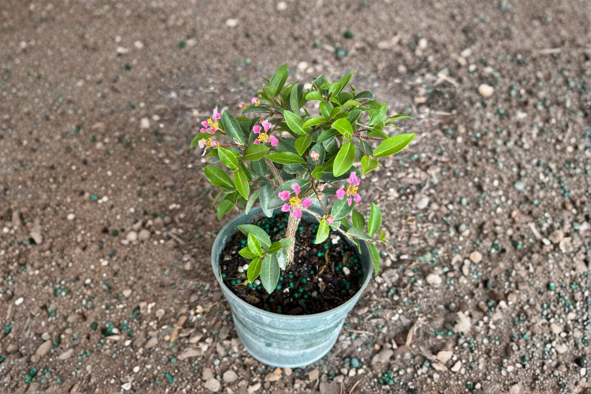 Barbados Cherry Bonsai Tree Live Plant, 3.5 Inch Pot, Malpighia Glabra, Tropical Indoor Outdoor Bonsai, Gift Plant