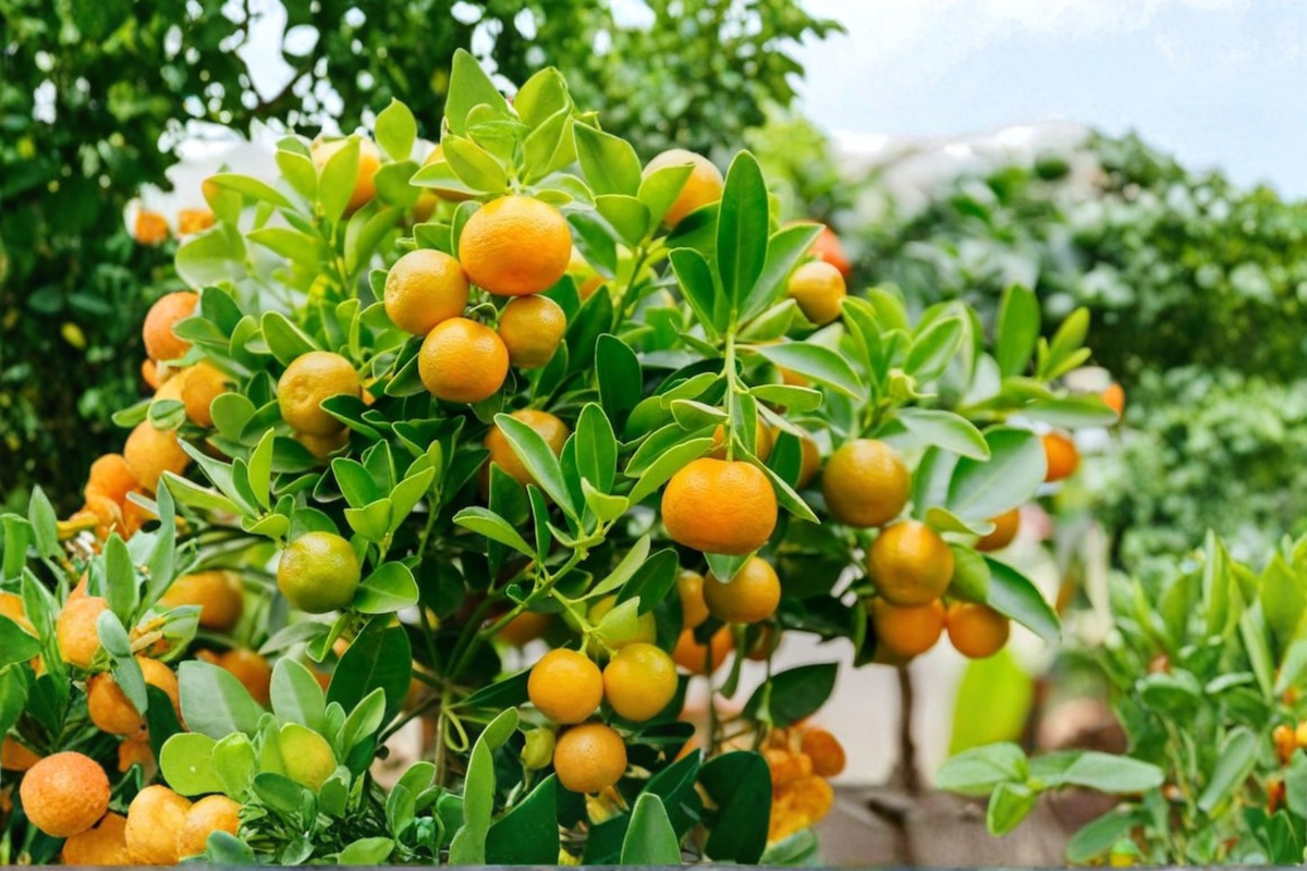 Dwarf Calamondin Orange Tree Live Citrus Plant in One-Gallon Pot with Flowers & Fruit, Citrus × microcarpa