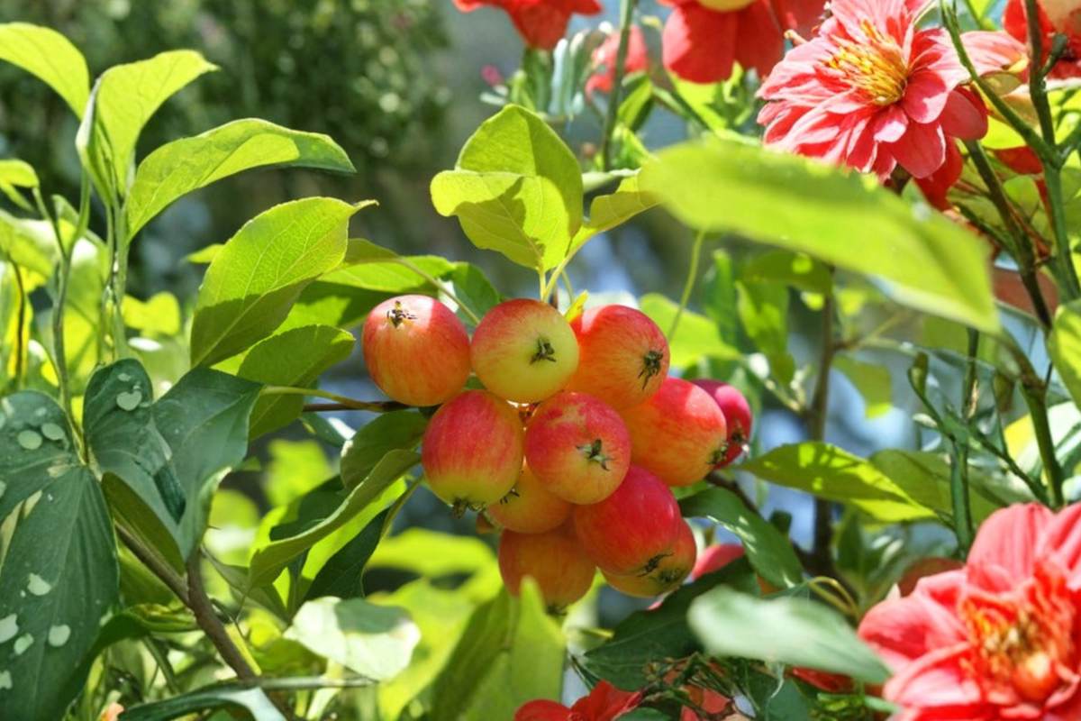Dolgo Crabapple Tree Live Plant 4-6 Ft, Ornamental & Fruit Tree, Cold Hardy Malus hybrid for Garden & Orchard
