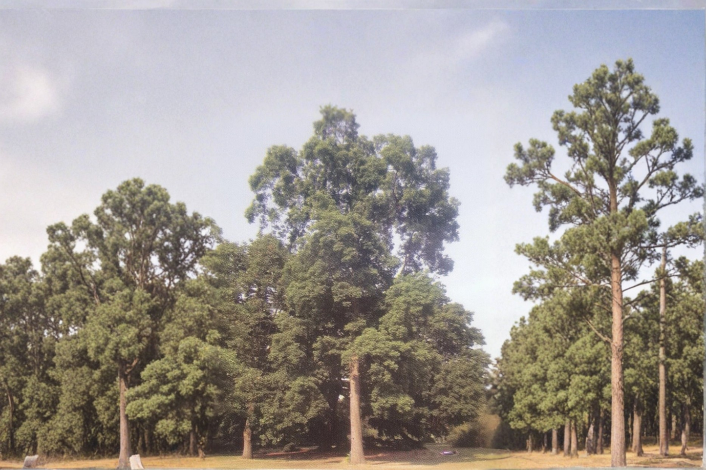 Live Elliott Pecan Tree 16-24 Inches Nut Tree, Papershell Variety, Deciduous Shade & Orchard Tree, Carya illinoinensis