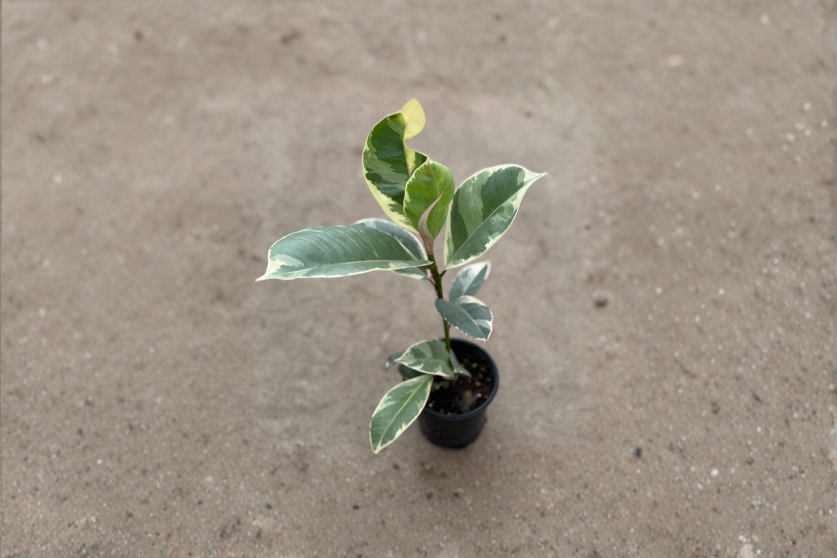 Ficus Tineke Live Plant, Variegated Rubber Plant, 2 Inch Rooted Indoor Tropical Houseplant, Ficus elastica 'Tineke'