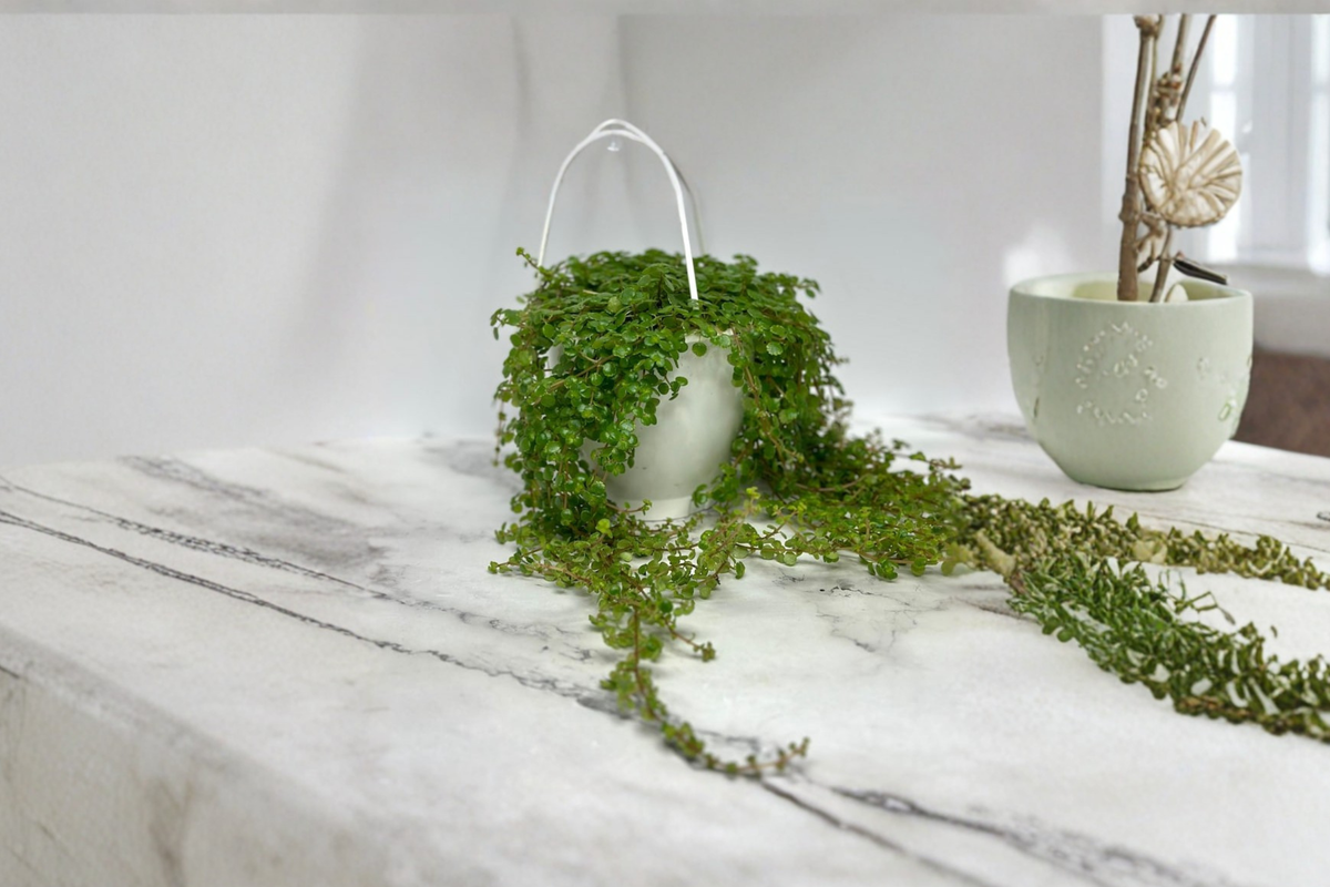 Trailing Pilea Depressa Live Plant in 4.5-Inch Hanging Pot, Baby Tears Foliage, Indoor Houseplant, Rooted for Hanging Baskets