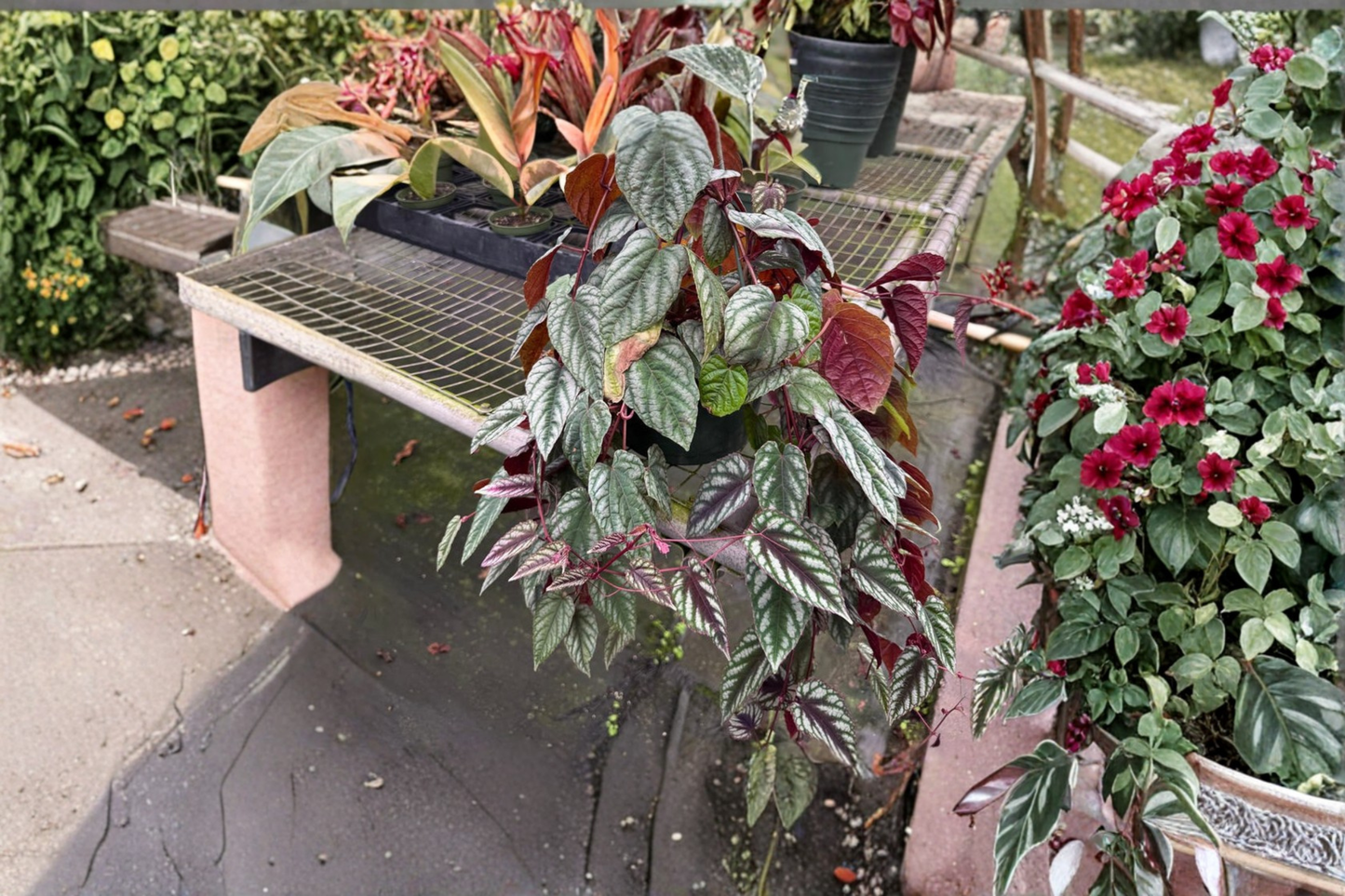 Cissus Discolor Live Plant, 4-Inch Pot, Rare Rex Begonia Vine, Indoor Tropical Houseplant, Climbing/Trailing Foliage