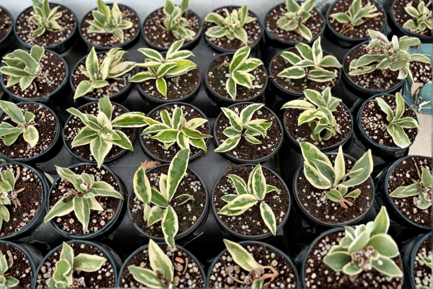 Hoya Krinkle 8 Albo Marginata Live Plant, Variegated Tropical Houseplant in 4-Inch Pot, Curled Foliage, Indoor Decor, Rare Plant
