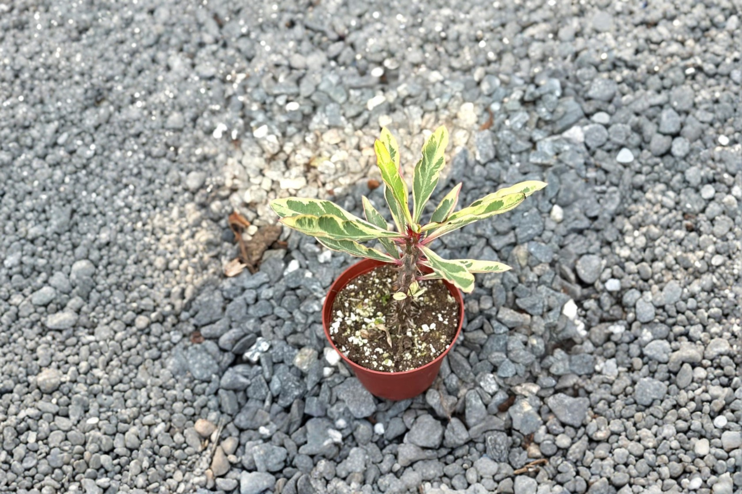 Variegated Crown of Thorns Live Plant, 3-Inch Pot, Euphorbia Milii Succulent Cactus, Indoor Houseplant, Bright Light Gift