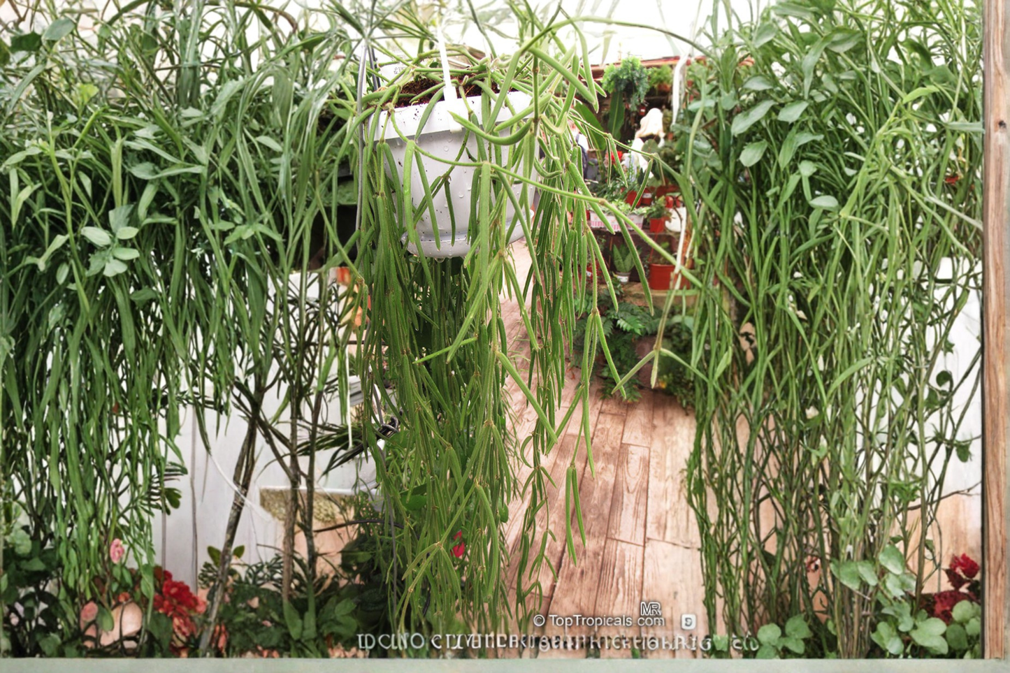 Hoya Linearis Live Plant in 4.5 Inch Hanging Basket - Trailing Tropical Indoor Houseplant