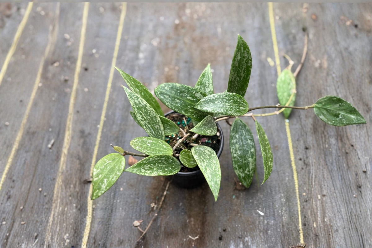 Hoya Latifolia Rangsan Splash Live Plant, 4 Inch Pot, Rare Splash Variegation, Tropical Houseplant, Indoor Decor, Trailing Vine