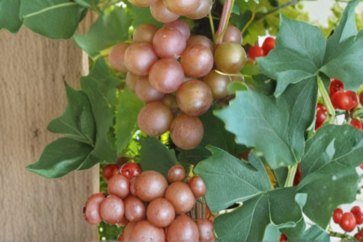 Bronze Chowan Muscadine Grape Vine 1 Gallon Live Plant, Self-Fertile Fruit Vine for Garden, Trellis, Vineyard, Vitis rotundifolia