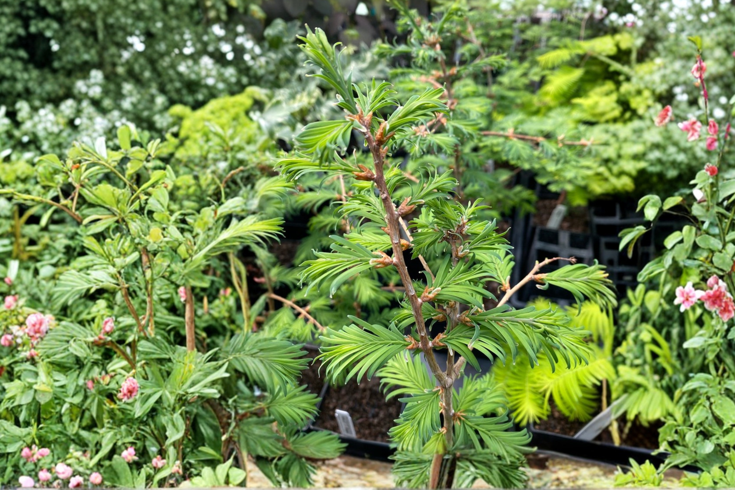Dawn Redwood Live Plant | 8 Inch Grafted Hamlets Broom Conifer Tree | Compact Deciduous Conifer | Metasequoia glyptostroboides