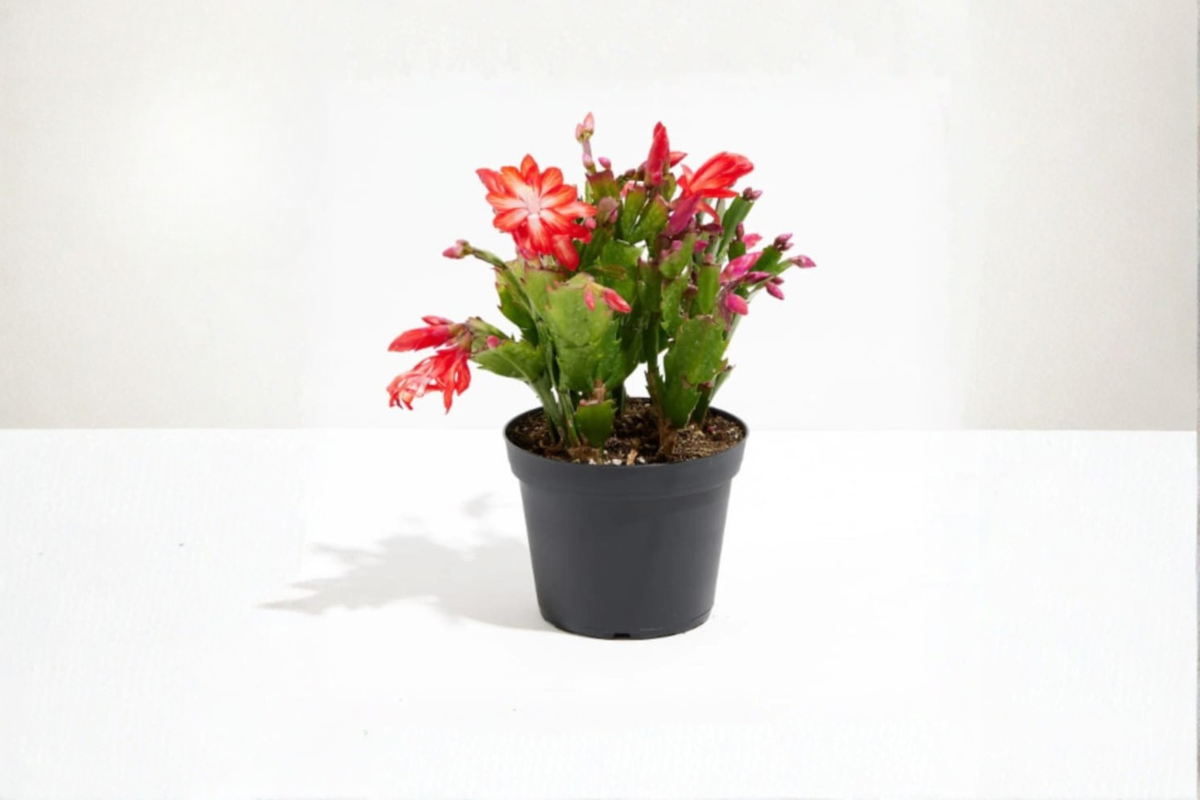 Christmas Cactus Live Plant 4 Inch Pot Schlumbergera Holiday Flowering Succulent Indoor Décor