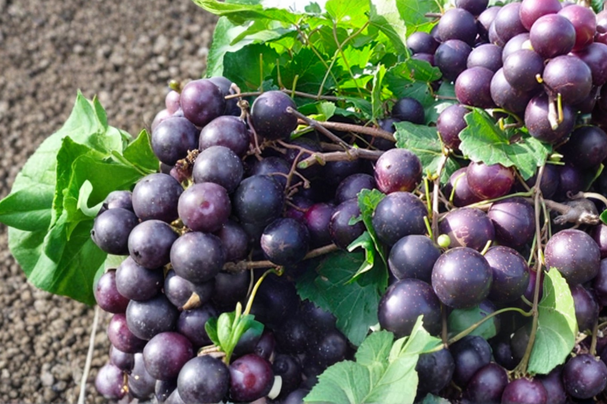 Black Beauty Muscadine Grape Vine Live Plant 2-Gallon Female Fruit Vine for Garden Trellis Vitis rotundifolia