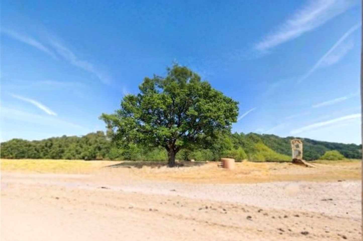 Live Oak Tree 4-6 Ft Evergreen Shade Tree Quercus virginiana for Yard Landscape Outdoor