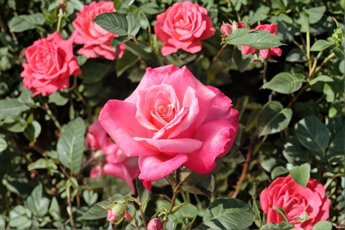 First Prize Hybrid Tea Rose Live Plant – Pink Flowering Rose Bush in 3-Gallon Container, Large Bloom, Garden Outdoor Plant