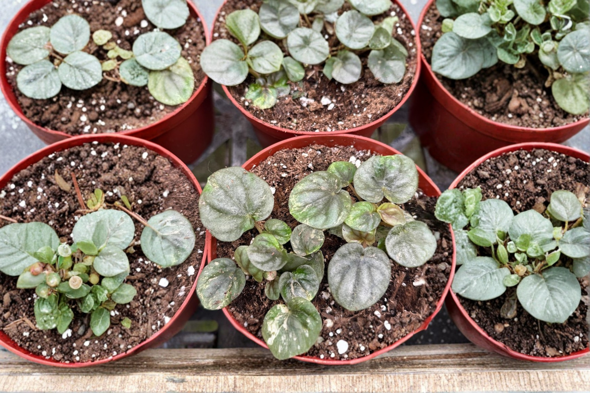 Peperomia Pink Lady Live Plant, Variegated Tropical Houseplant, 4-Inch Starter, Indoor Decor, Rare Indoor Plant