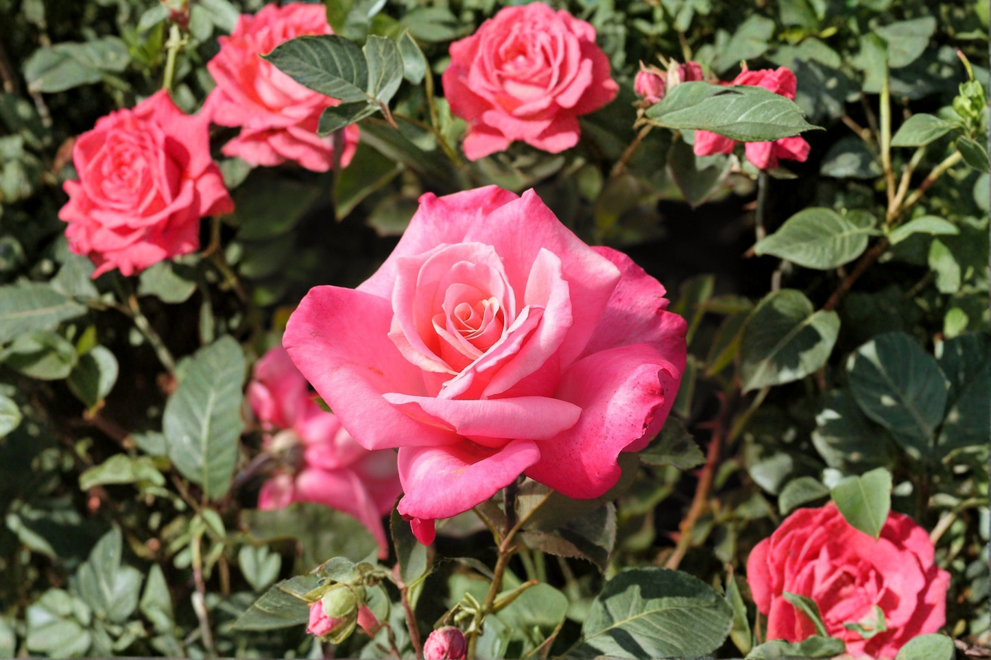 Grace Kelly Grandiflora Rose Live Plant 2 Gal Cream Pink Blooming Shrub, Everblooming Flowering Rose Bush for Garden Outdoor