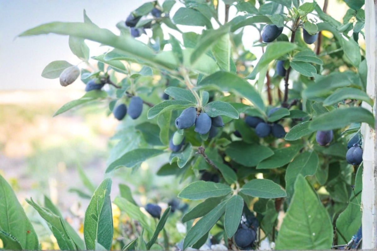 Blue Hokkaido Honeyberry Plant – Upright Berry Shrub, Edible Landscape, Lonicera caerulea 'Blue Hokkaido'