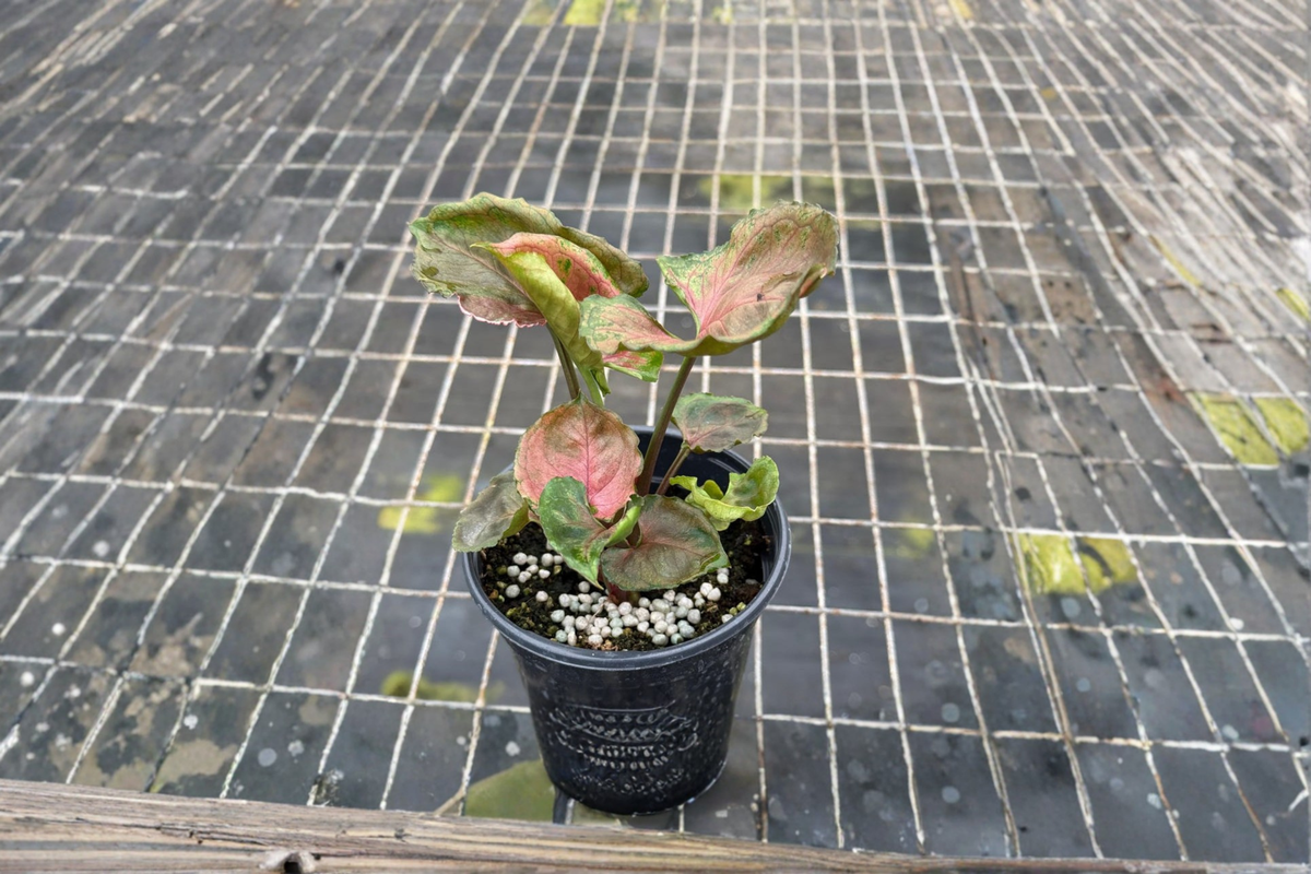 Syngonium Strawberry Ice Live Plant – Rare Variegated Arrowhead Tropical Indoor Houseplant, Rooted Starter Plant