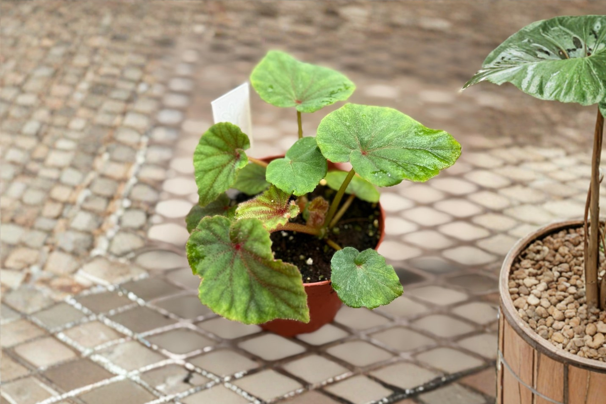 Begonia Sericoneura Lindleyana Live Plant, Rare Variegated Rex Begonia, Indoor Tropical Houseplant in 4 Inch Pot