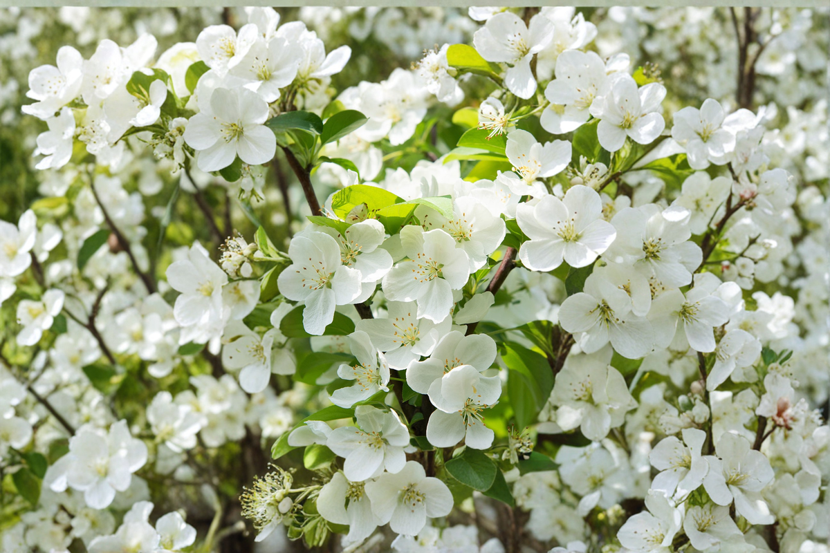 Crabapple Tree Live Plant – Sugar Tyme Variety, White Flowers, 4-6 Ft Ornamental Malus for Garden Landscape