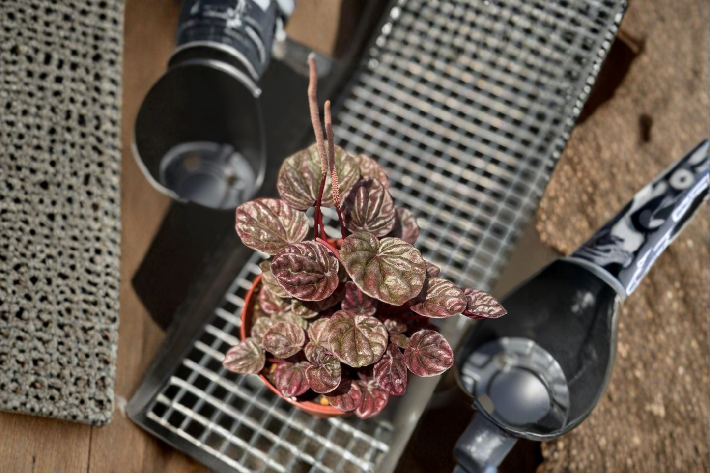Peperomia Schumi Red Live Plant, Tropical Houseplant in 3-Inch Pot, Deep Red Foliage, Beginner-Friendly, Pet Safe Indoor Plant