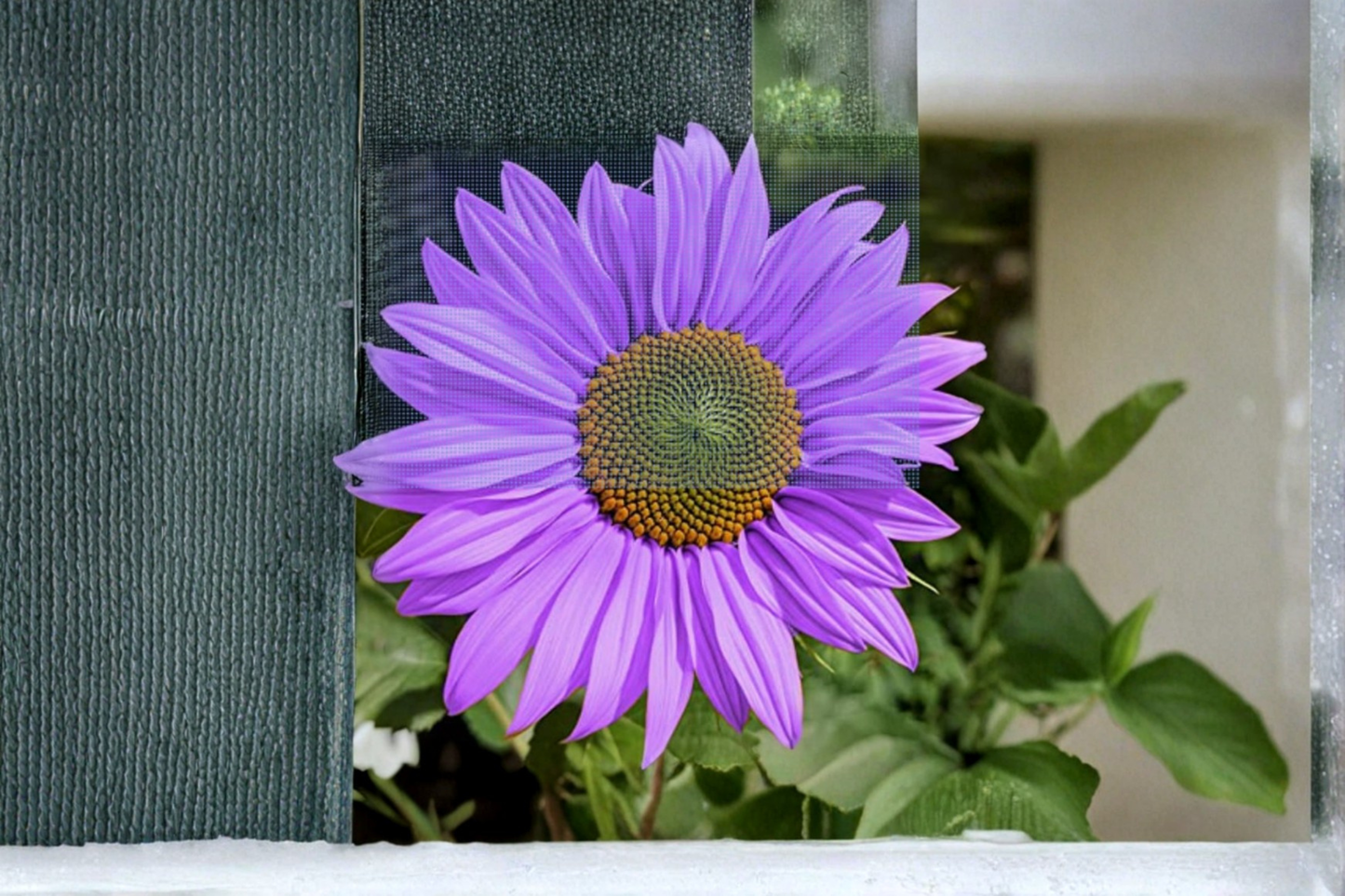 Purple Sunflower Seeds - 20 Pack, Ornamental Helianthus annuus for Outdoor Gardens & Borders