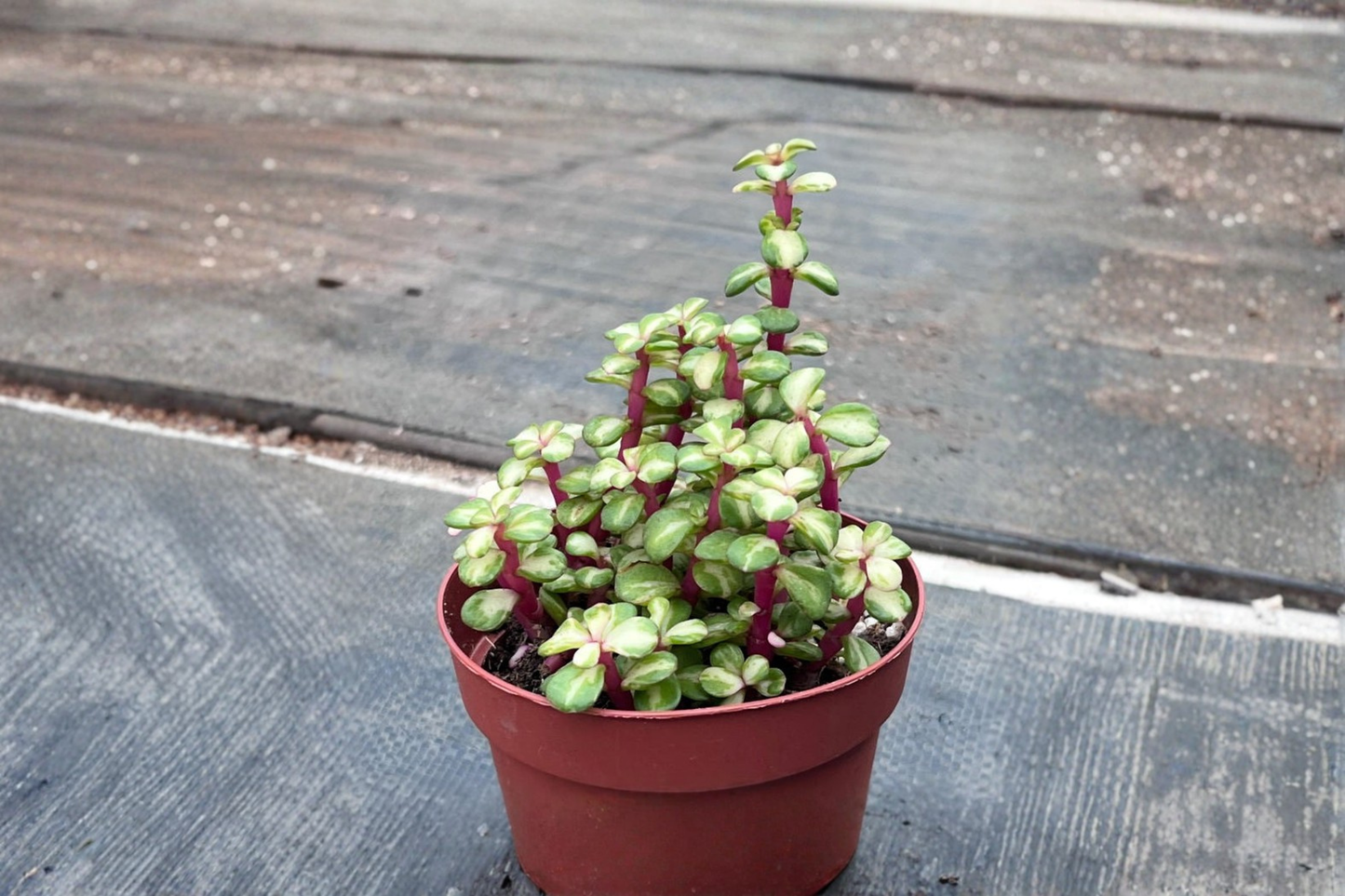 Variegated Elephant Bush Live Plant, Succulent, Pet Safe, Indoor Outdoor, Portulacaria afra, Compact Foliage