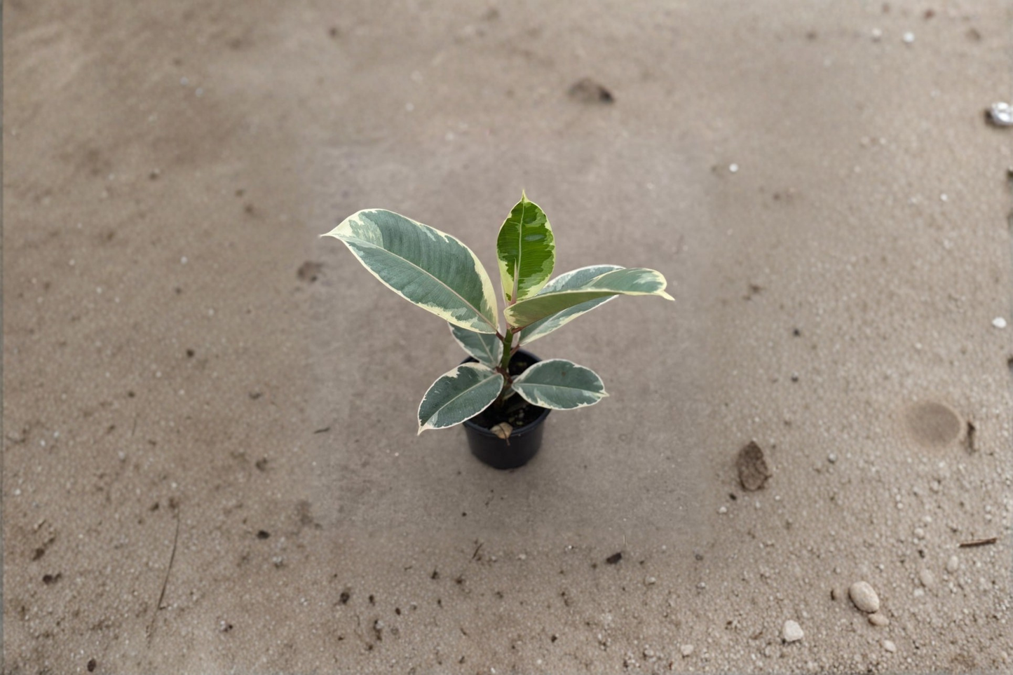 Variegated Ficus Tineke Live Plant | 2-Inch Pot | Rubber Plant with Cream, Green & Pink Foliage | Tropical Houseplant
