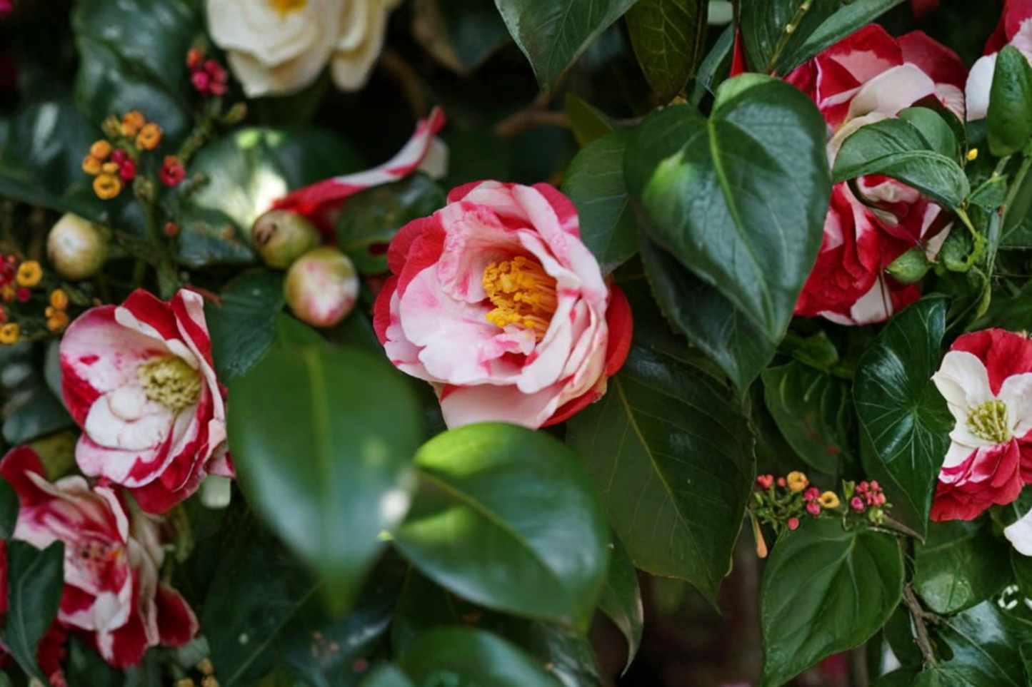 Iwane-Shibori Camellia Japonica Live Starter Plant with Bicolor Blooms in Pot