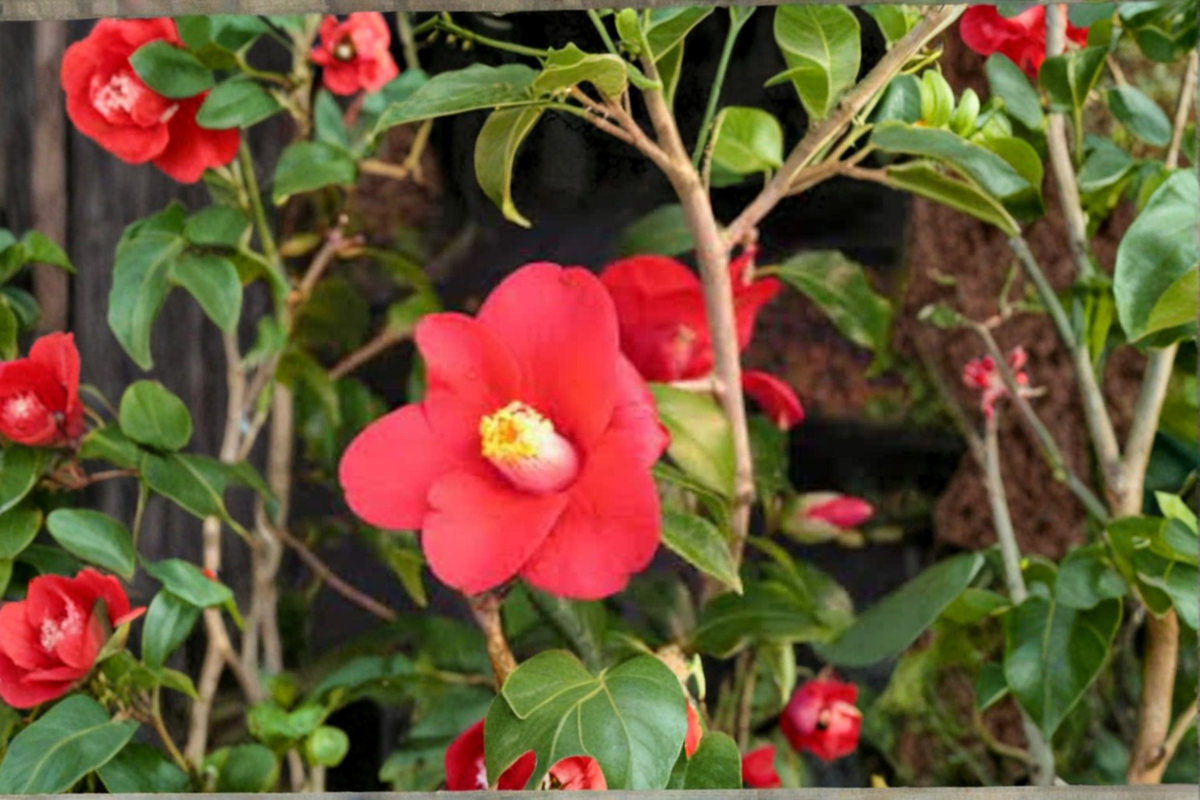 Japanese Camellia ‘Adeyaka’ Live Plant – 1 Gallon Red Evergreen Flowering Shrub Camellia japonica