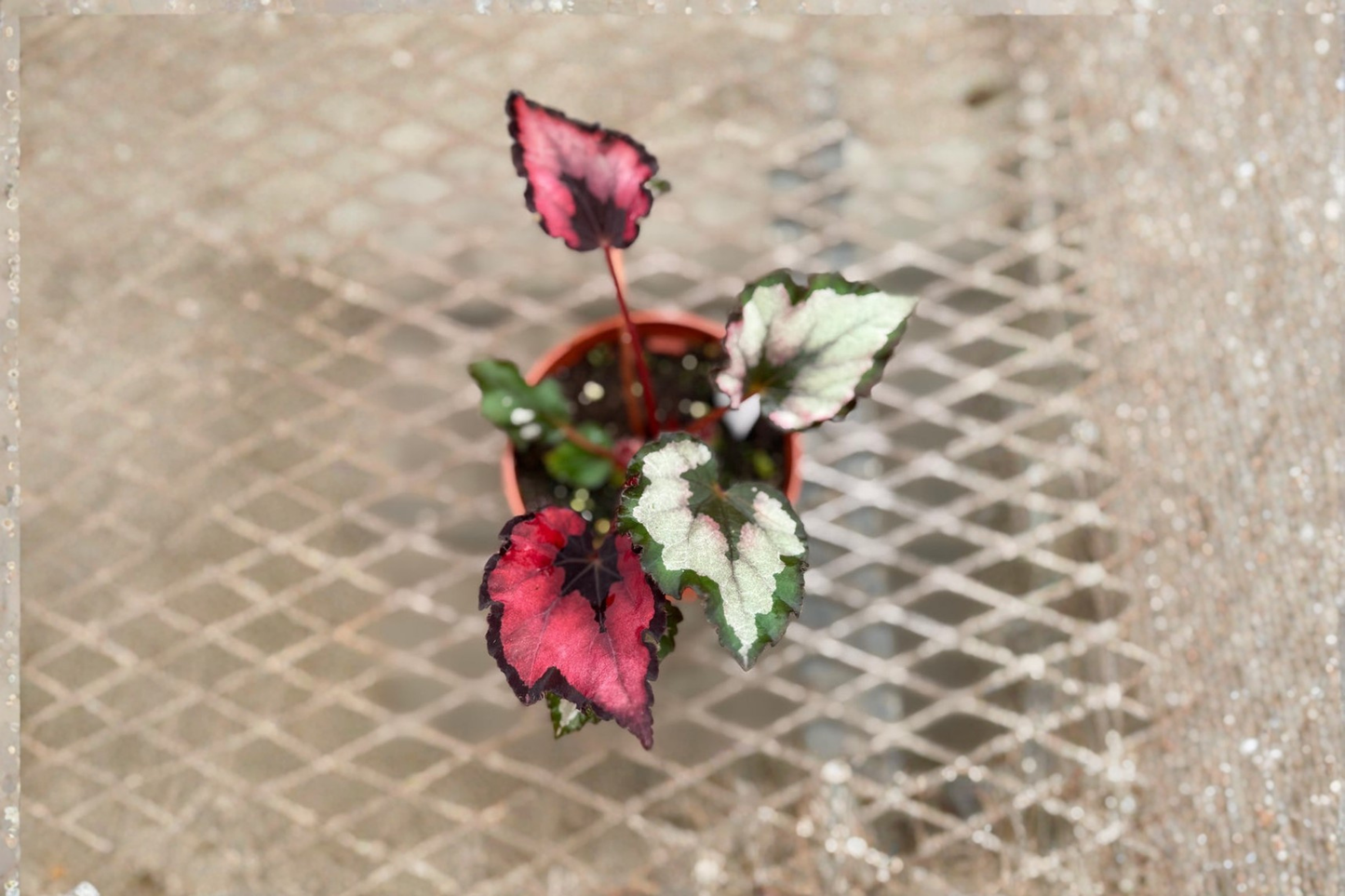 Begonia Rex Red Robin Live Plant, 4 Inch Pot, Tropical Houseplant, Red Pink Foliage, Indoor Decor, Rare Rex Begonia