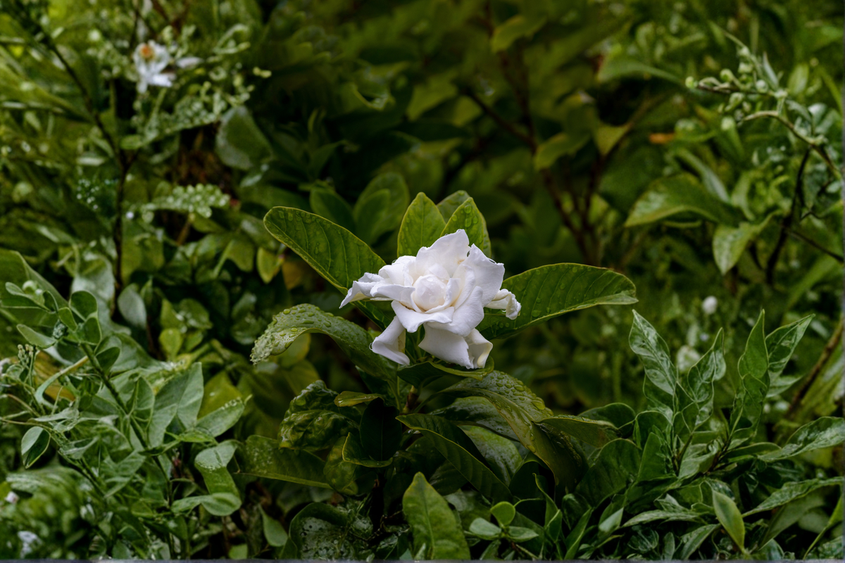 Florida Gardenia Crape Jasmine Live Starter Plant – Double White Flowers – Tabernaemontana divaricata