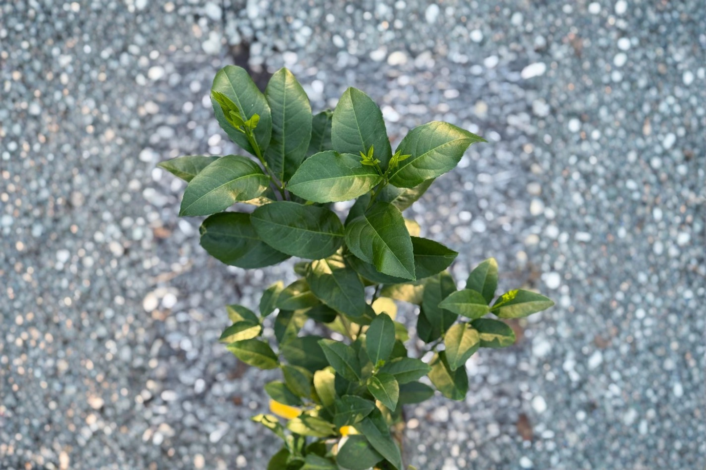 Key Lime Tree Grafted Citrus Fruit Tree 5 Inch Pot Indoor Outdoor Edible Garden Plant