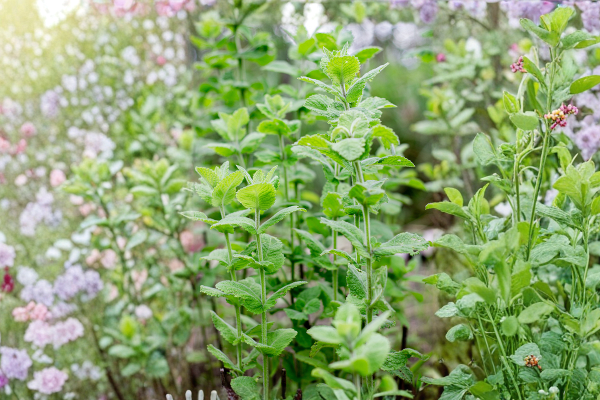 2 Wrigley's Spearmint Live Rooted Plants 4-6 Inch - Mentha spicata