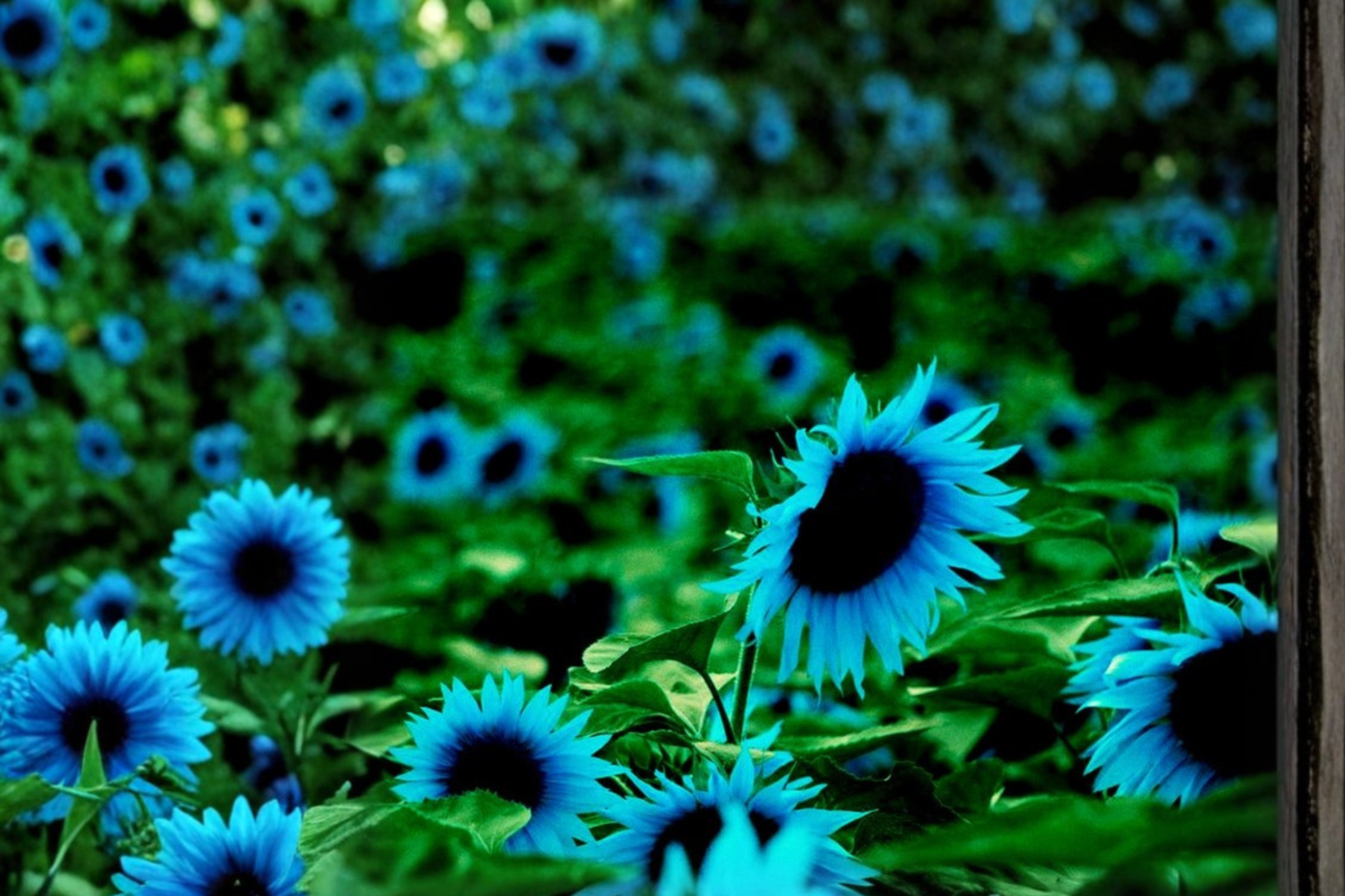 Dark Purple Sunflower Seeds, Ornamental Helianthus annuus, 5 Pack for Outdoor Garden & Borders