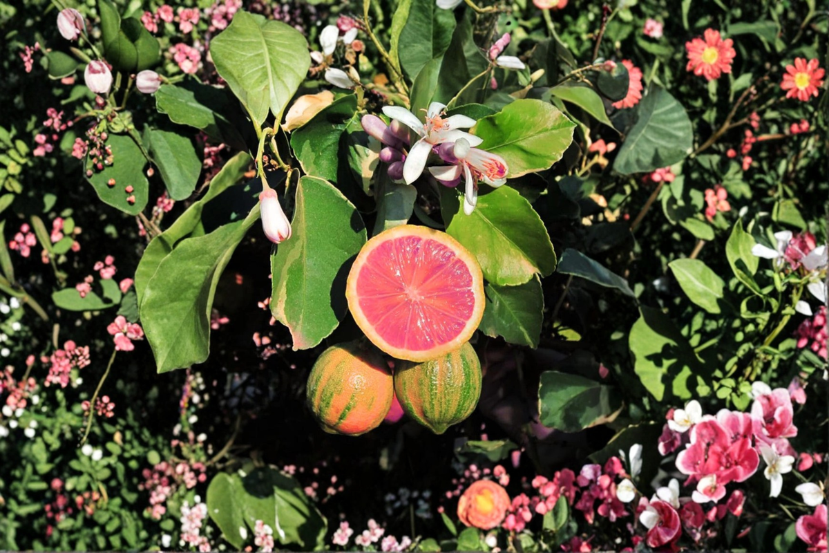 Variegated Pink Lemon Tree Live Plant | Grafted Citrus Tree in 5-Inch Pot | Indoor & Outdoor Edible Garden Plant