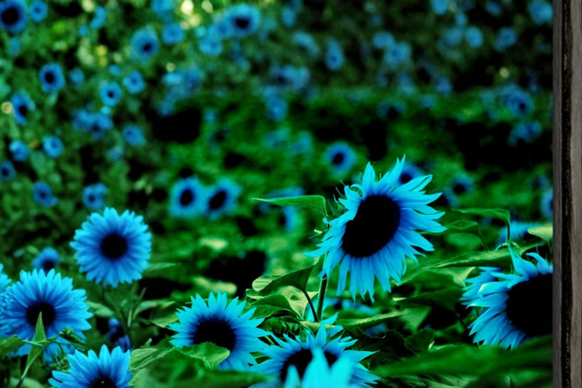 Dark Purple Sunflower Seeds – Helianthus annuus, Ornamental Flower, 10 Seeds for Outdoor Garden & Borders