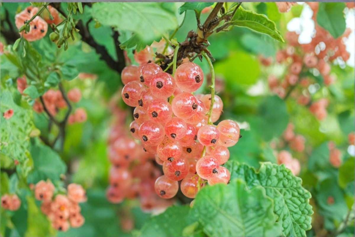 Pink Currant Gloire Des Sablons Live Plant, 1 Gallon Pot, Edible Berry Bush, Ribes rubrum, Fruit Bearing Shrub