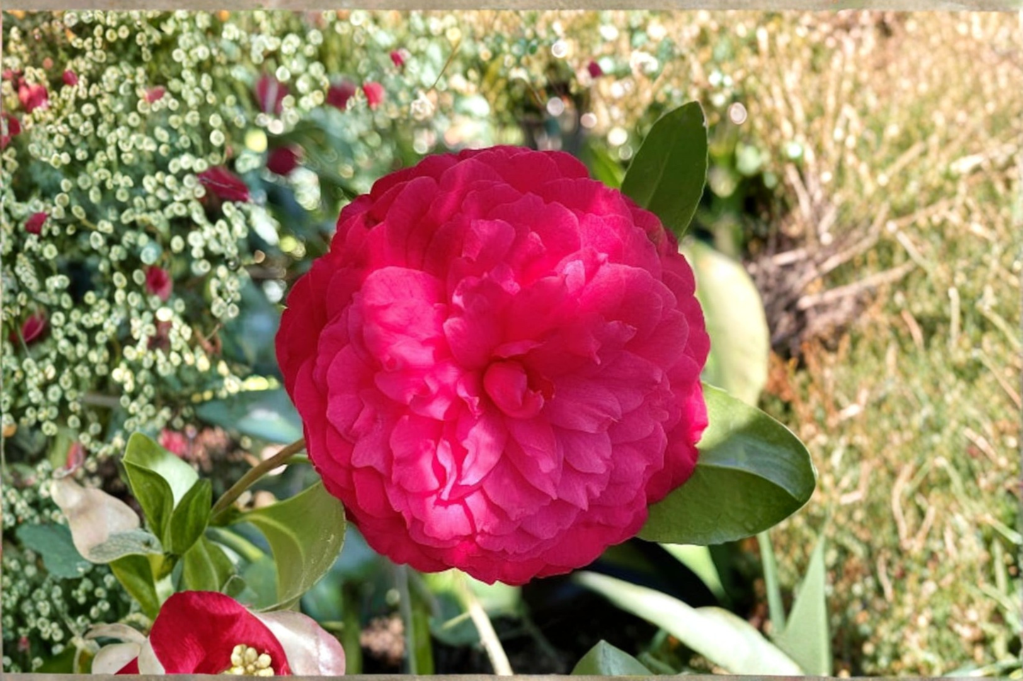 Japanese Camellia ‘C.M. Hovey’ Live Shrub, 3 Gallon, Red Evergreen Flowering Plant, Camellia japonica