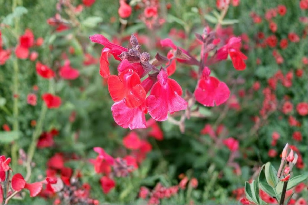 Lipstick Salvia Live Plant 1 Gallon - Salvia greggii Fully Rooted for Pollinator Gardens