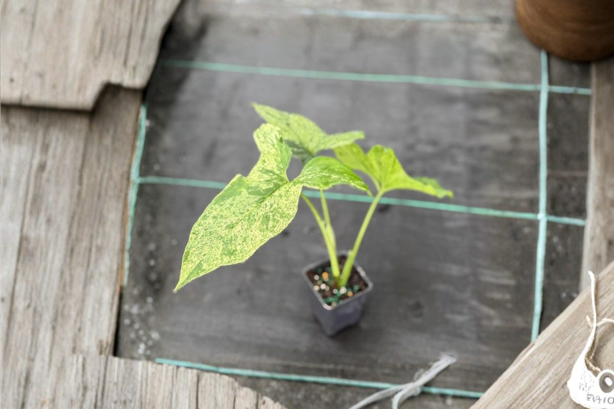 Syngonium Mojito Live Plant, Rare Variegated Arrowhead, Rooted Tropical Houseplant for Indoor Decor, Green Marbled Foliage