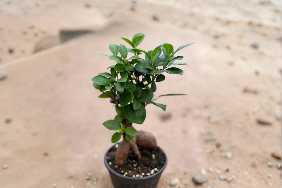 Ficus Ginseng Bonsai Live Plant - 4 Inch Starter Tree, Tropical Indoor Houseplant, Compact Bonsai, Ficus microcarpa 'Ginseng'
