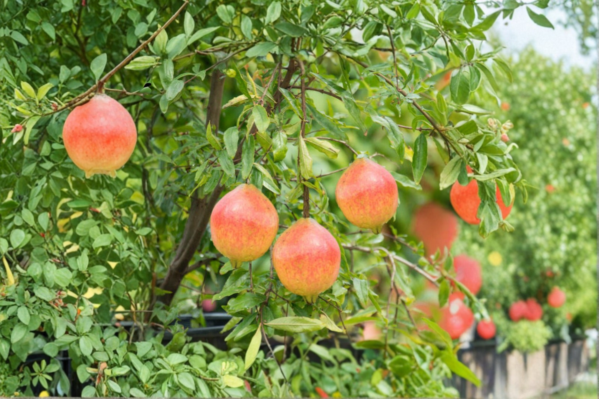 Dwarf Pomegranate Seeds, Punica granatum, Compact Fruit Tree, Edible & Ornamental, 80 Seeds for Indoor & Outdoor Gardening