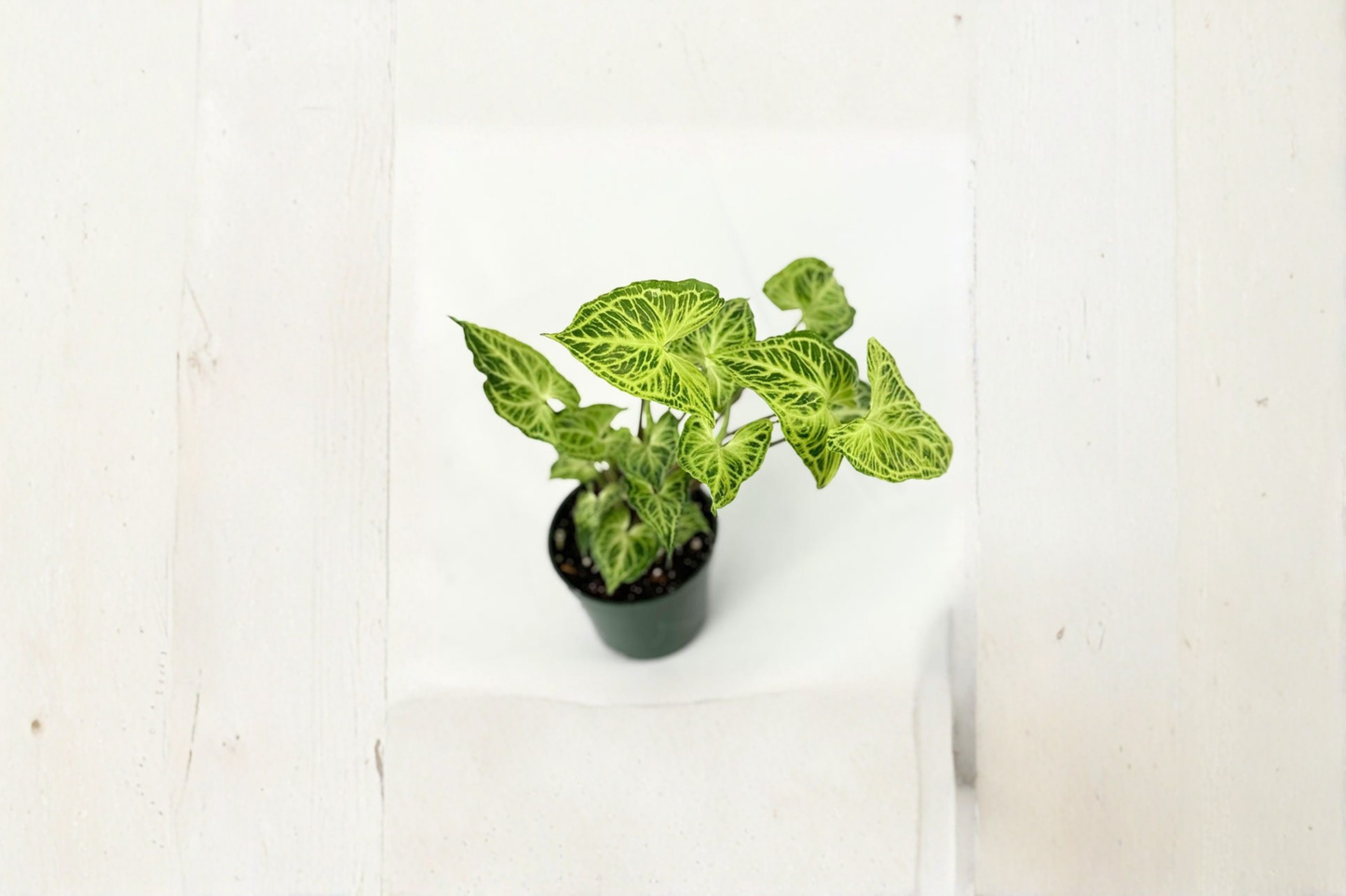 Syngonium Batik Live Plant, White Variegated Arrowhead, Tropical Houseplant, Starter Indoor Foliage Plant, Rare Indoor Plant