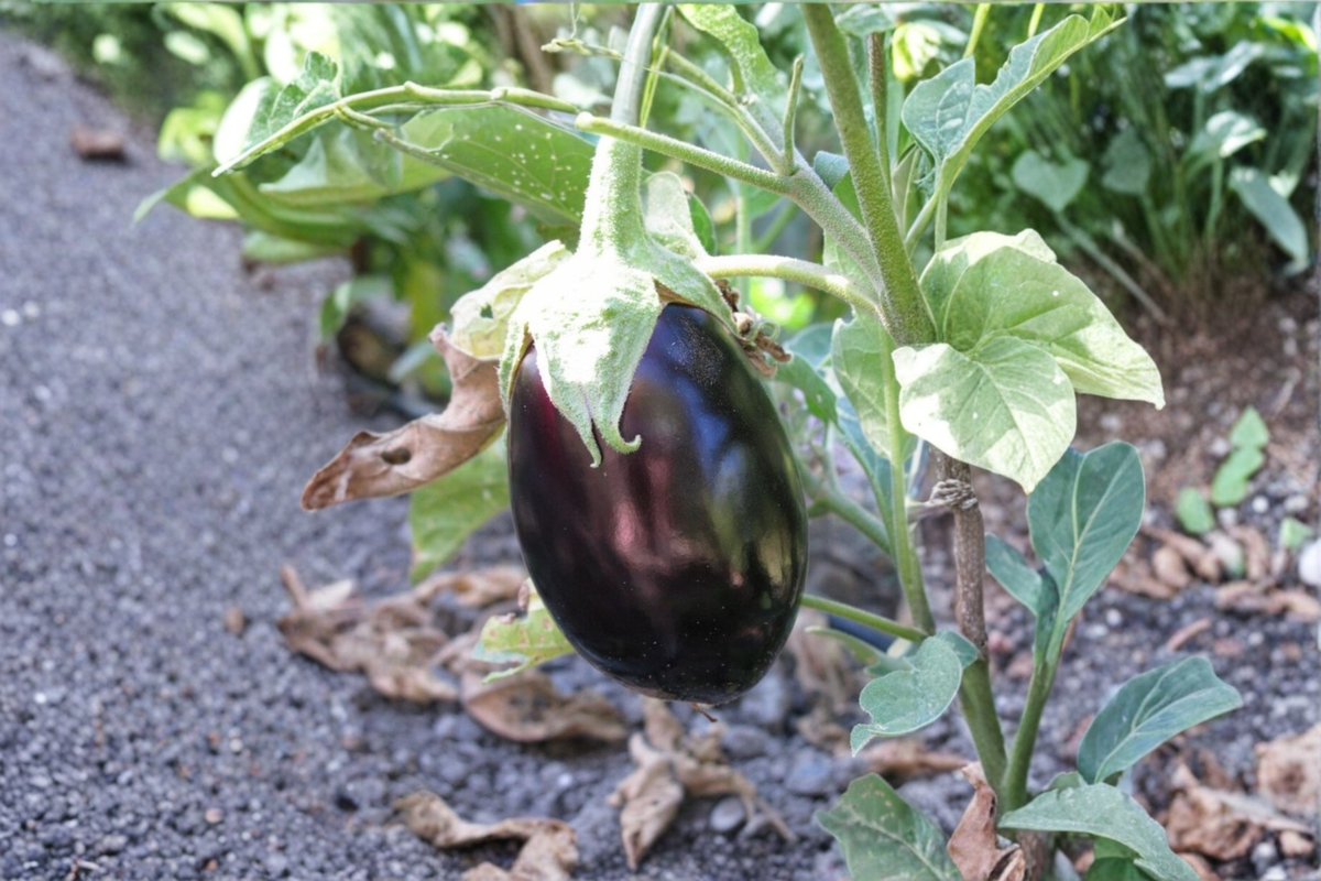 Black Beauty Eggplant Seeds 100+ Non-GMO Heirloom Vegetable Garden Planting Seeds Solanum melongena
