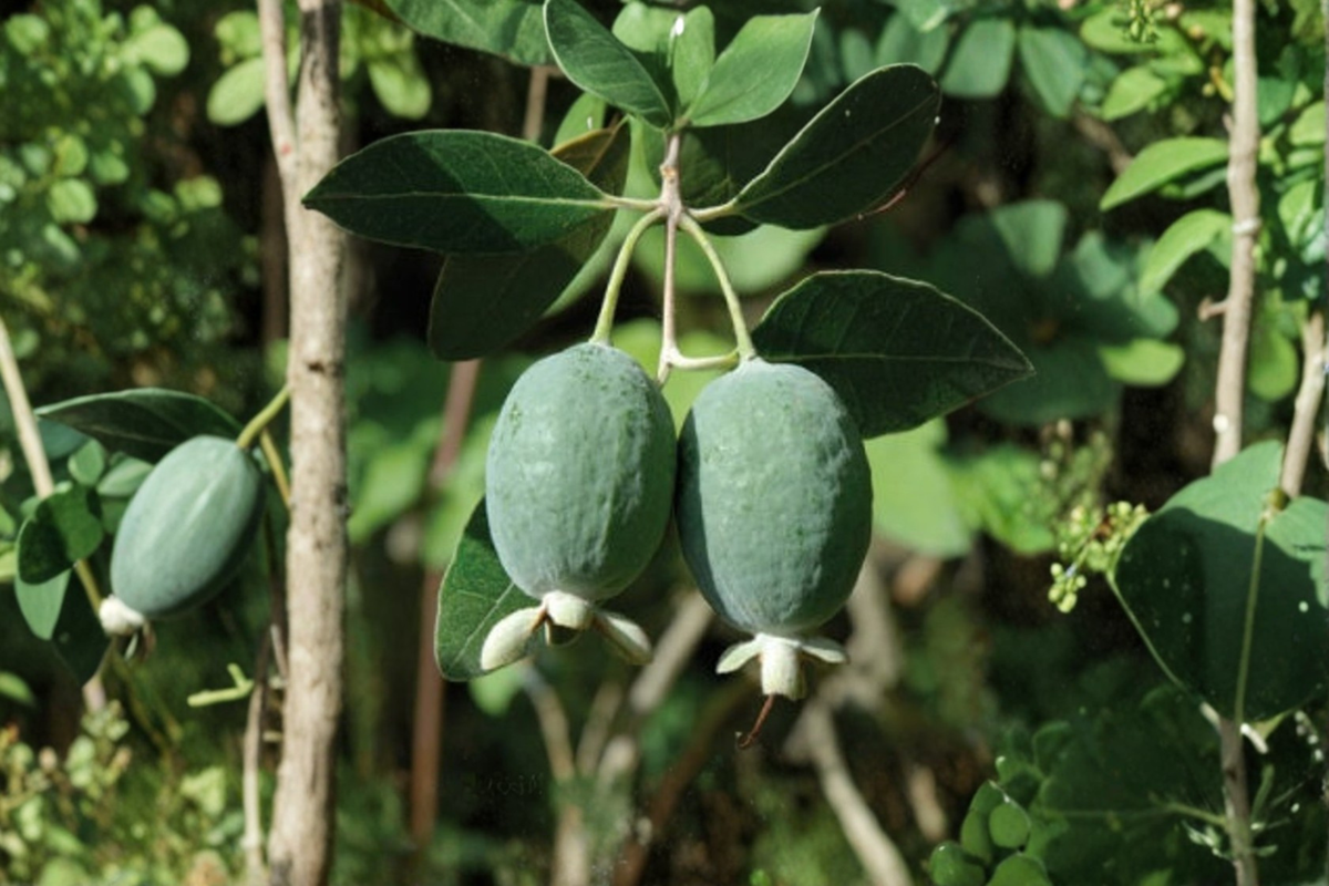 Pineapple Guava Live Plant in 1 Gallon Pot, Edible Fruit Shrub, Acca sellowiana, Feijoa Tree, Tropical Fruit Plant